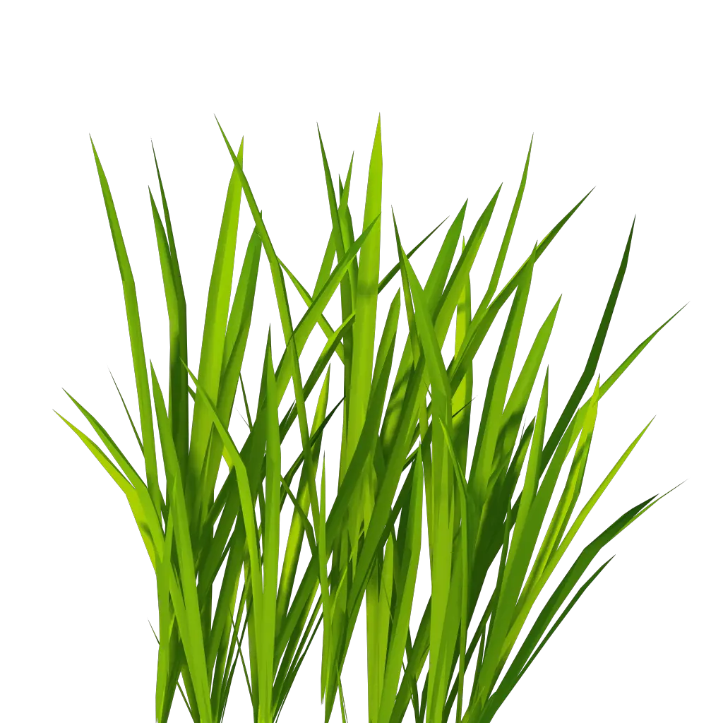 grass png image green grass PNG picture