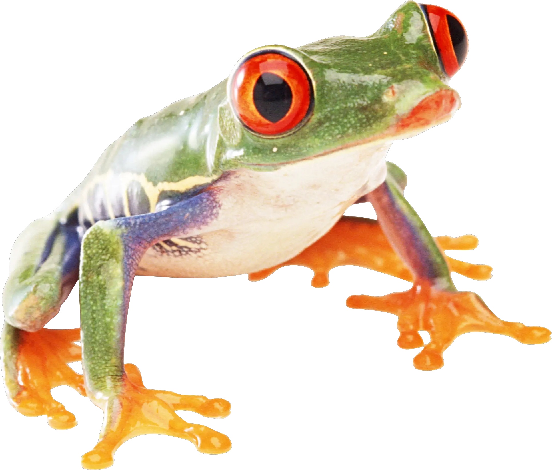 Frog PNG