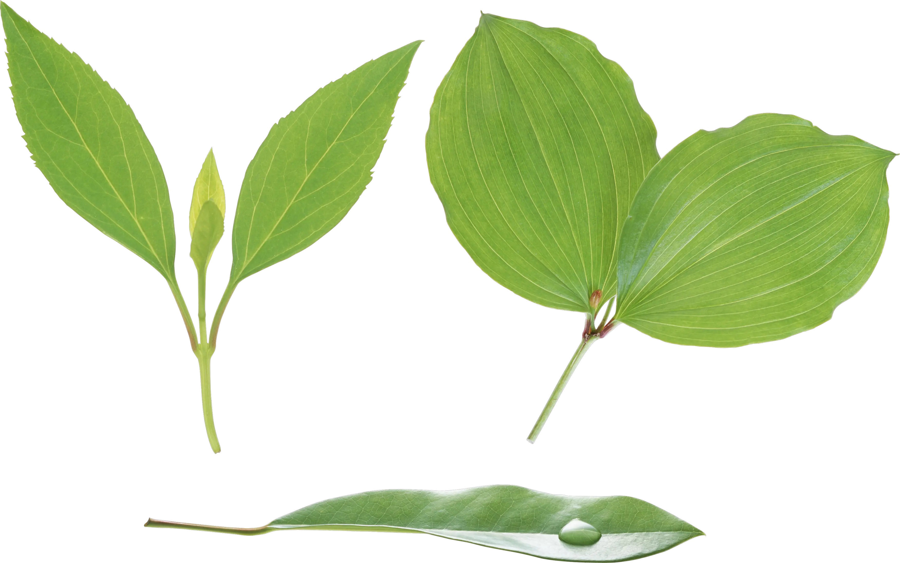 Green leaf PNG