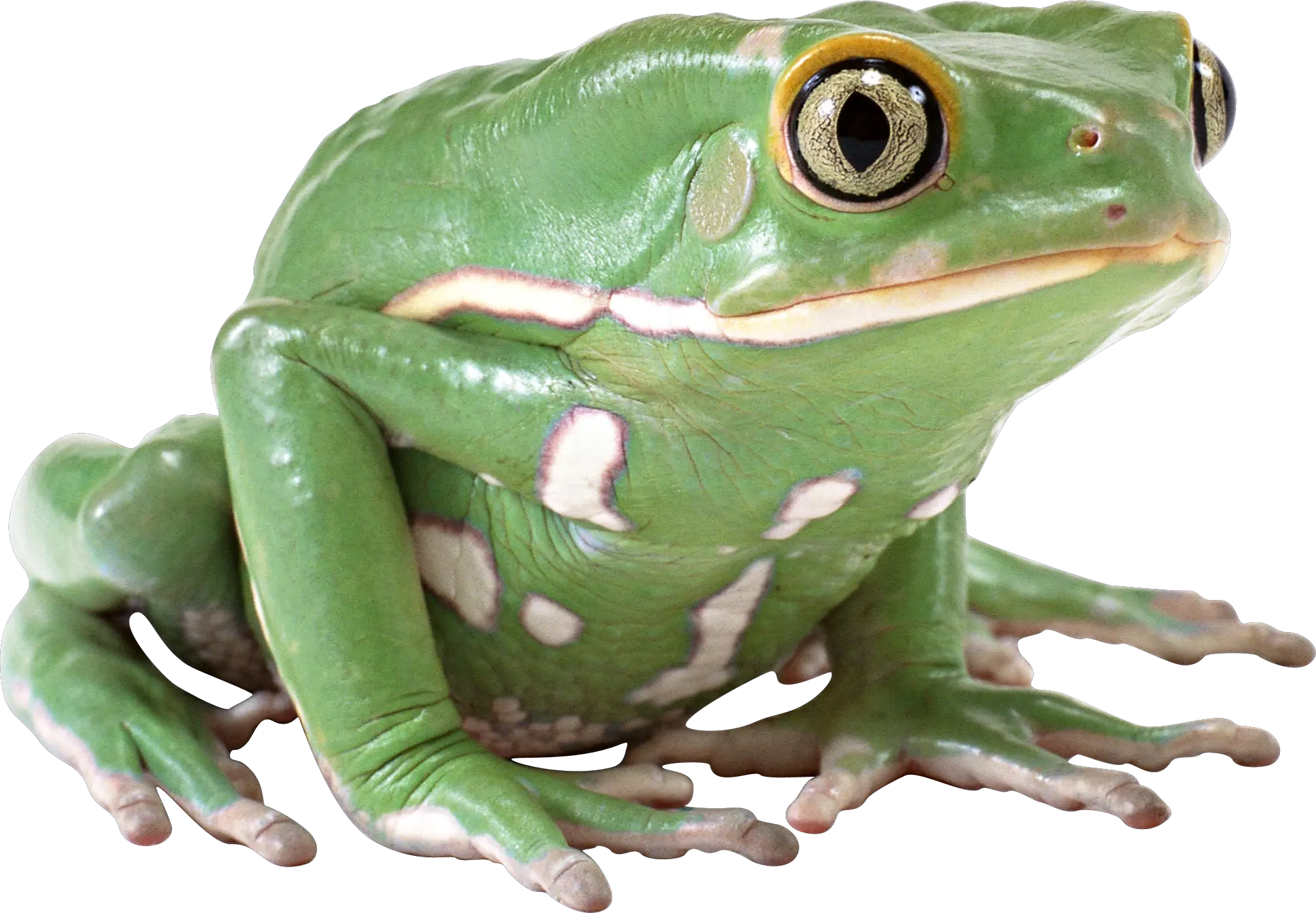 green frog PNG image