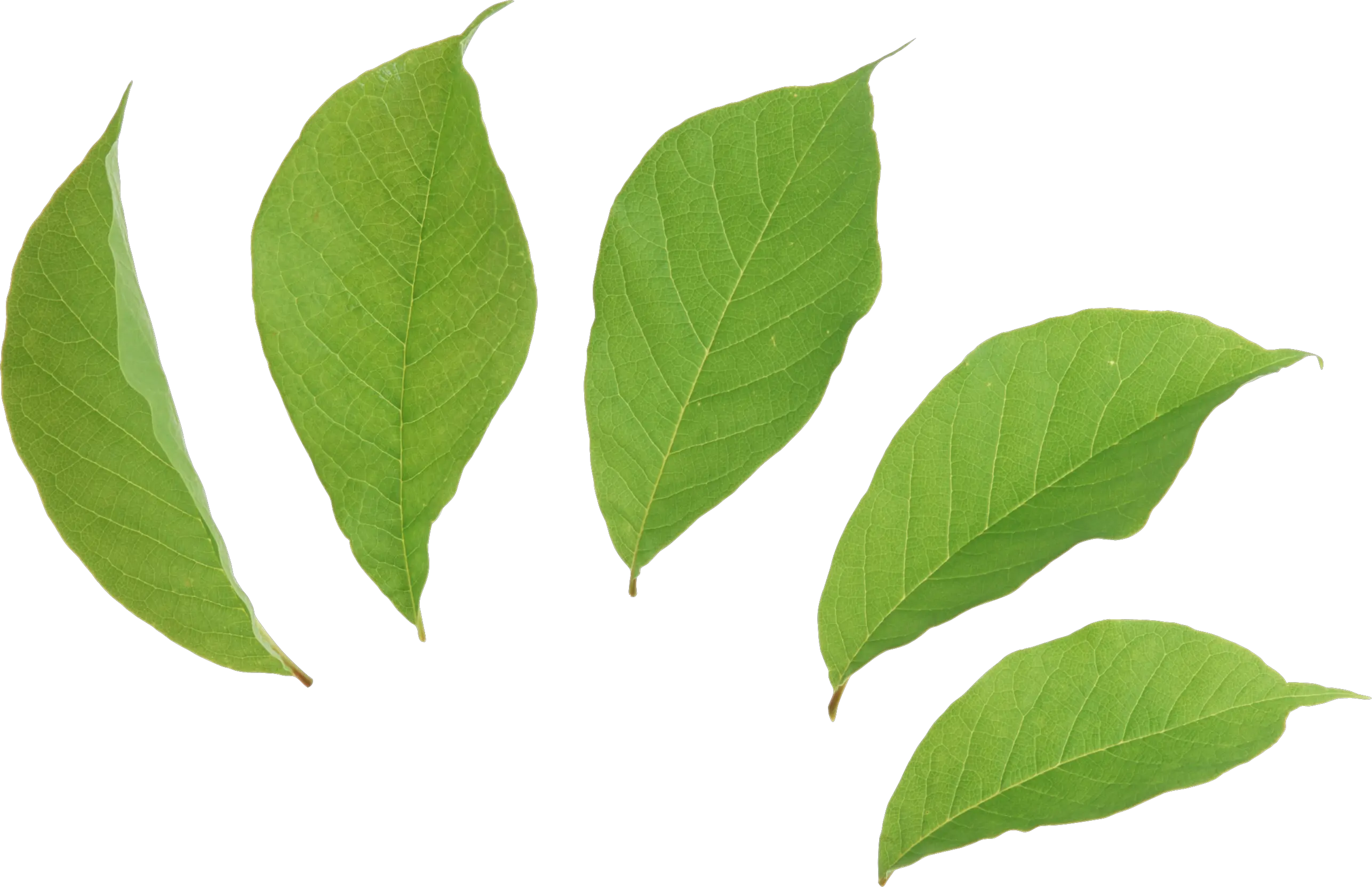 Green leaves picture PNG