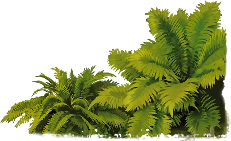 Jungle PNG