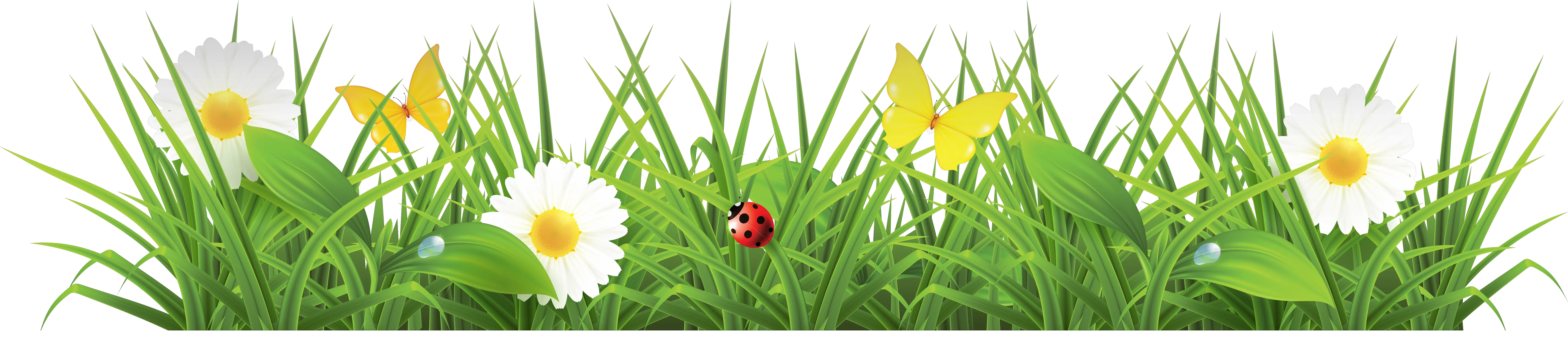 grass png image green grass PNG picture