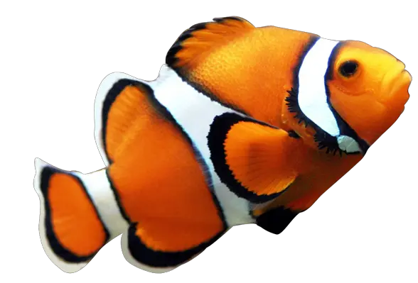 Fish PNG