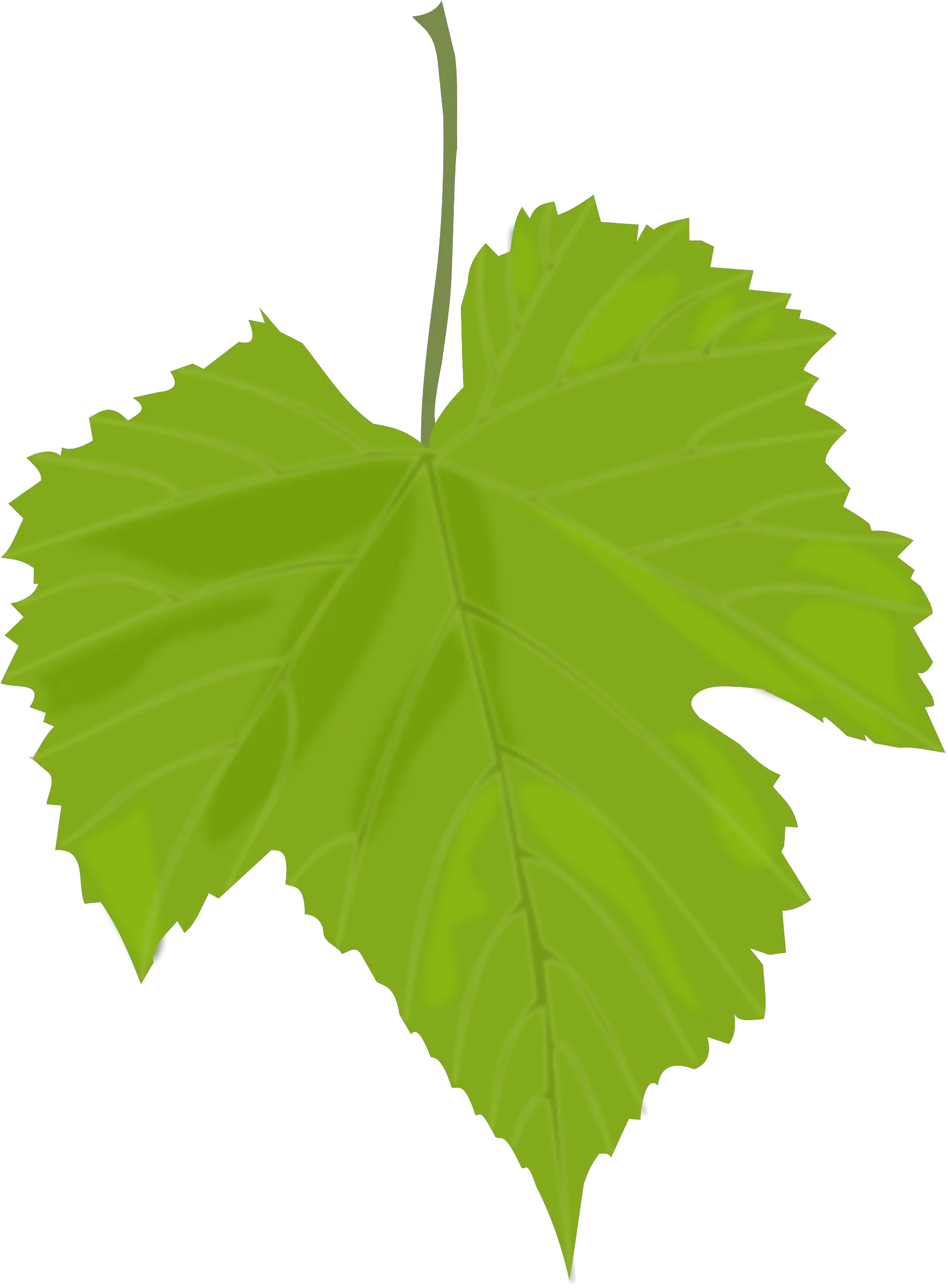 Green leaf PNG