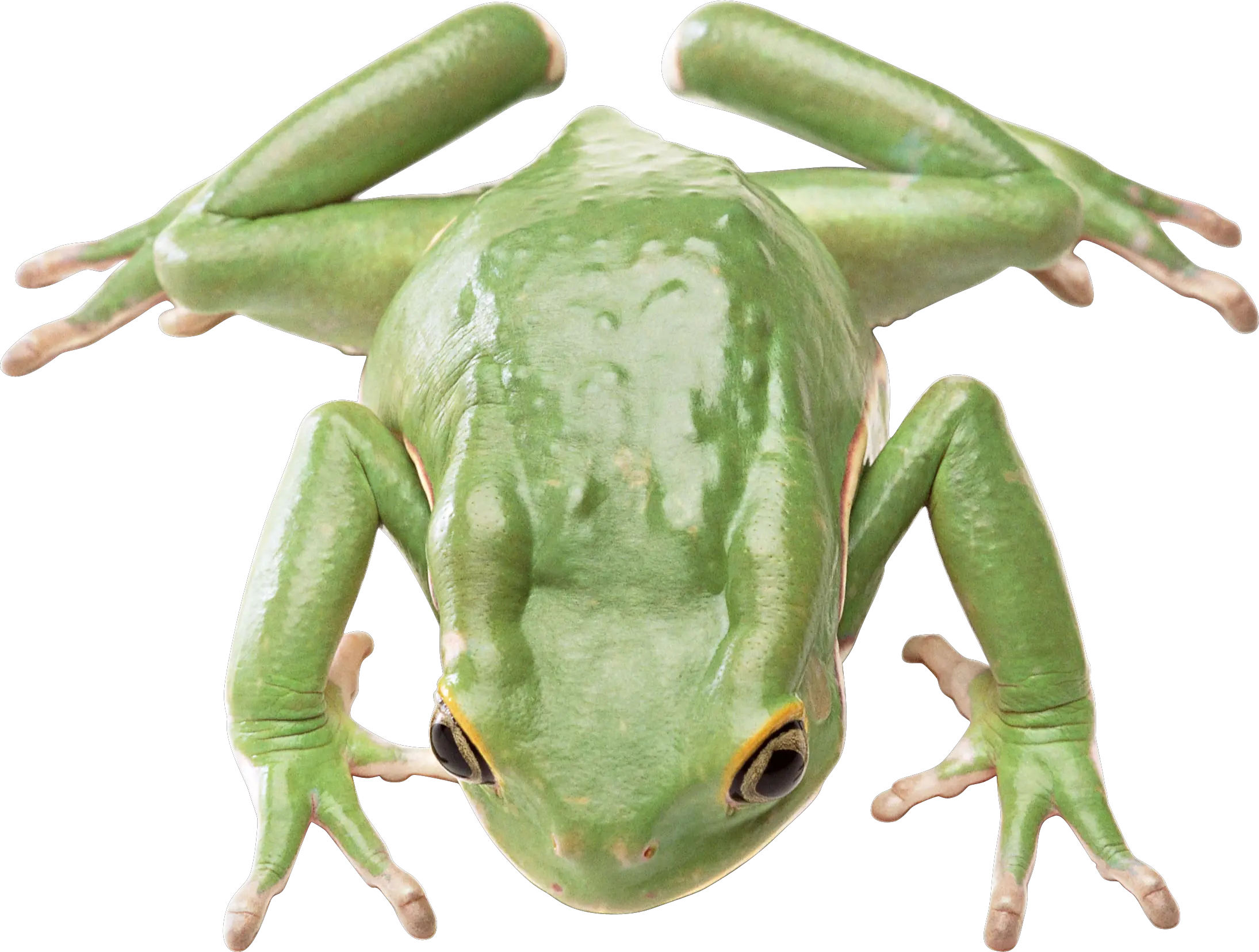 Green frog PNG