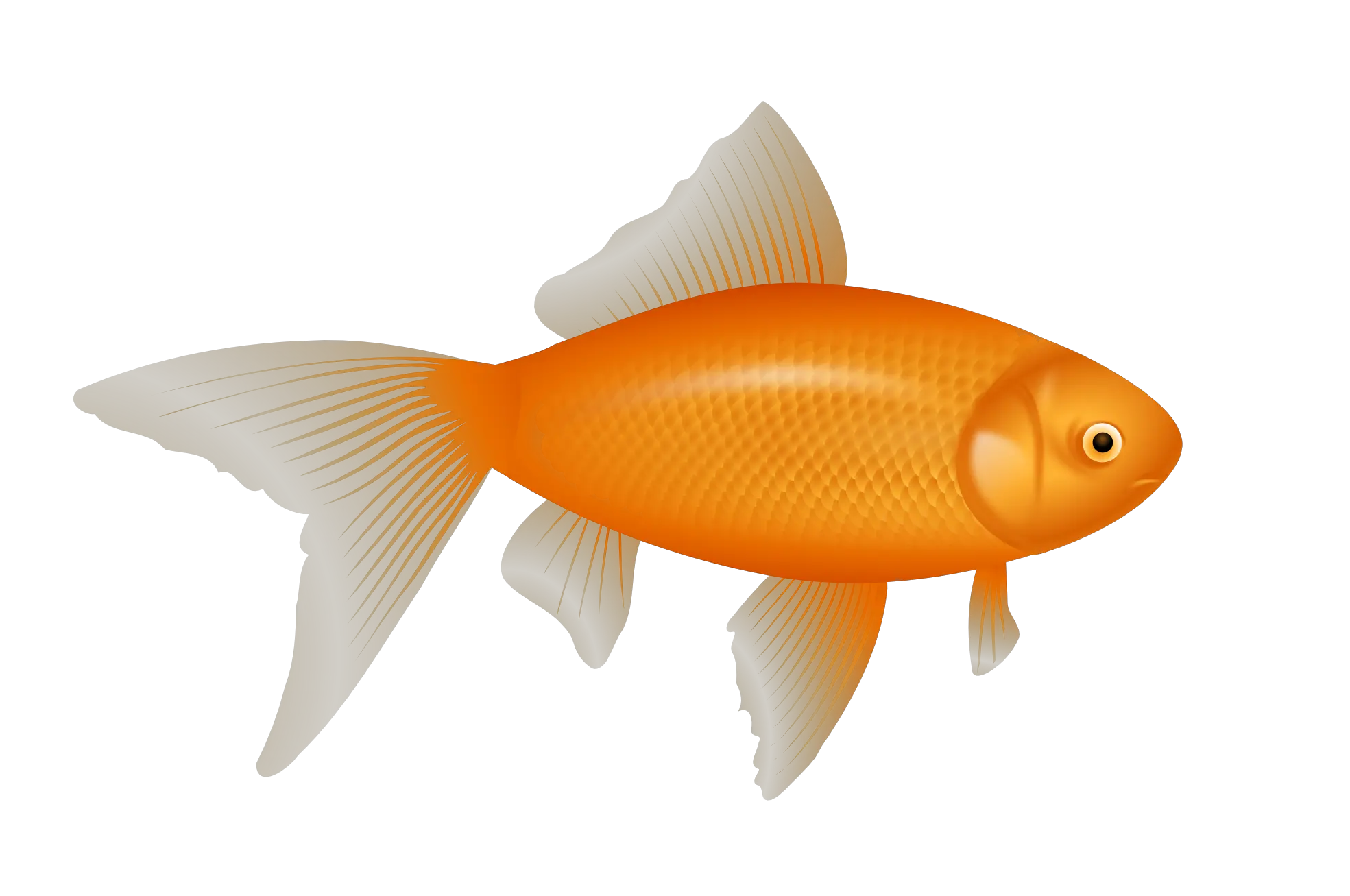 gold fish PNG image