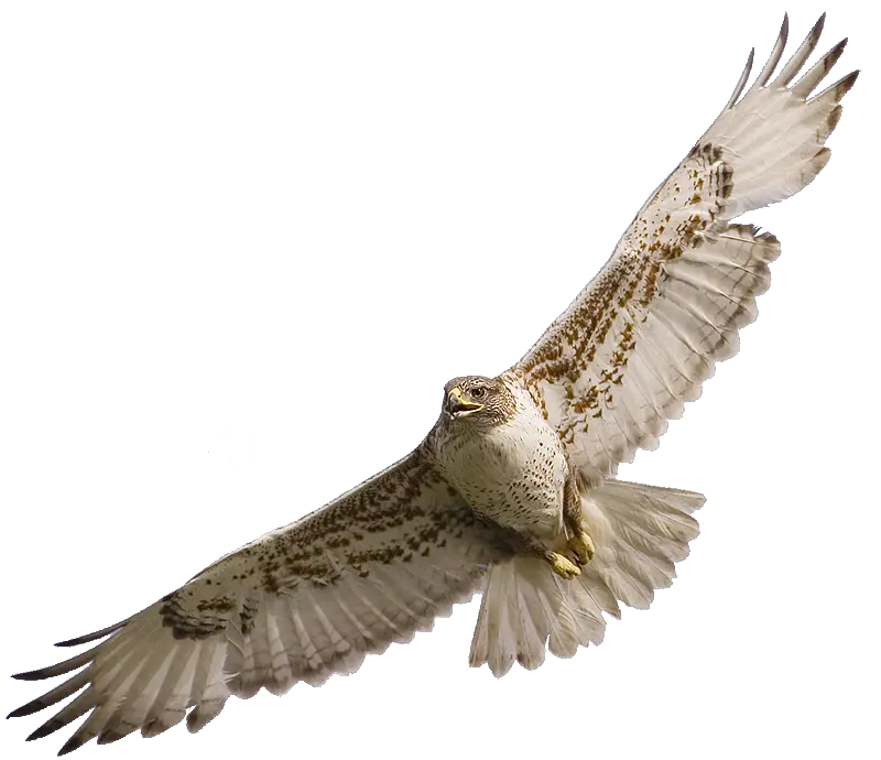 Falcon PNG