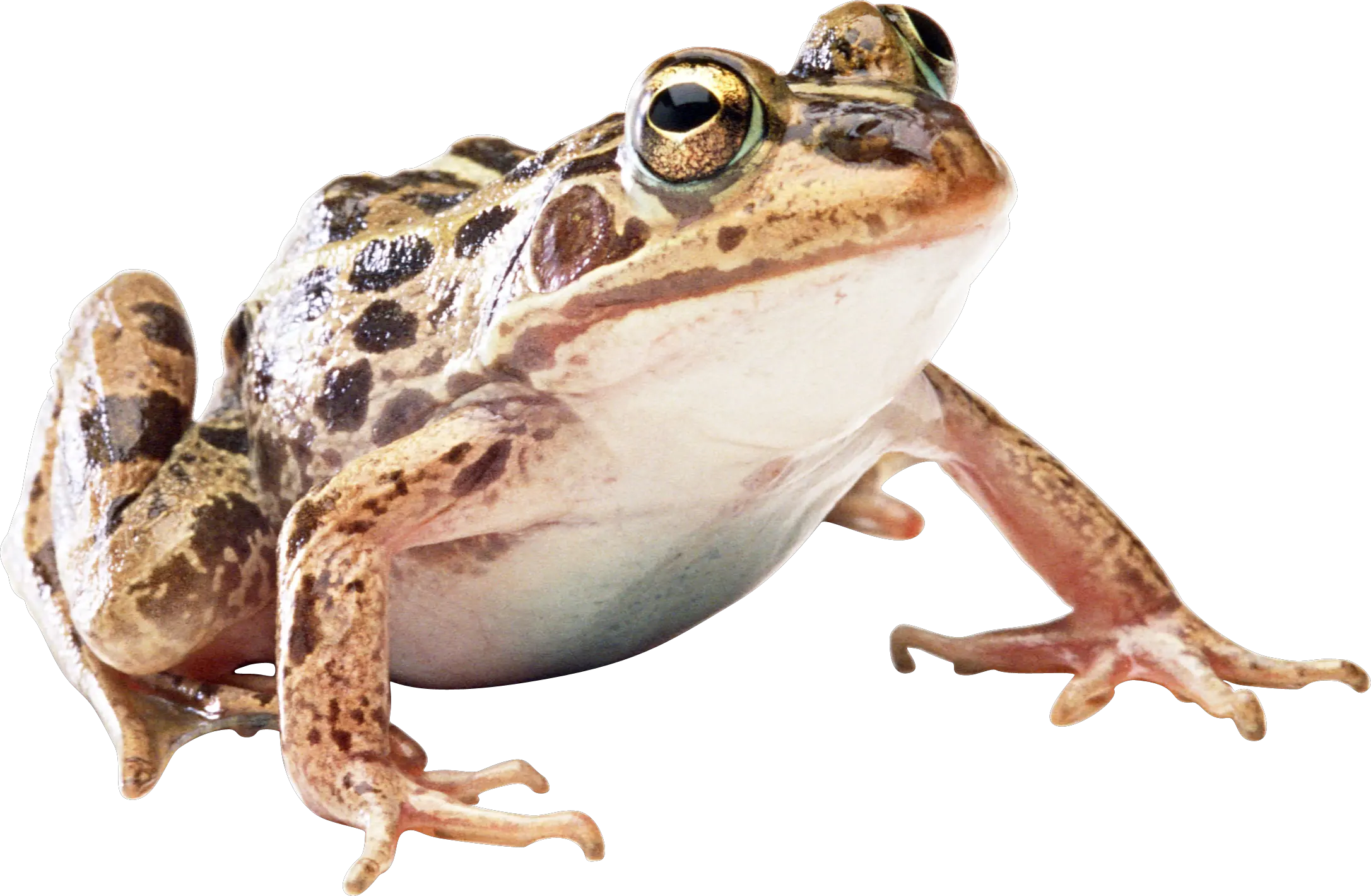 frog PNG image