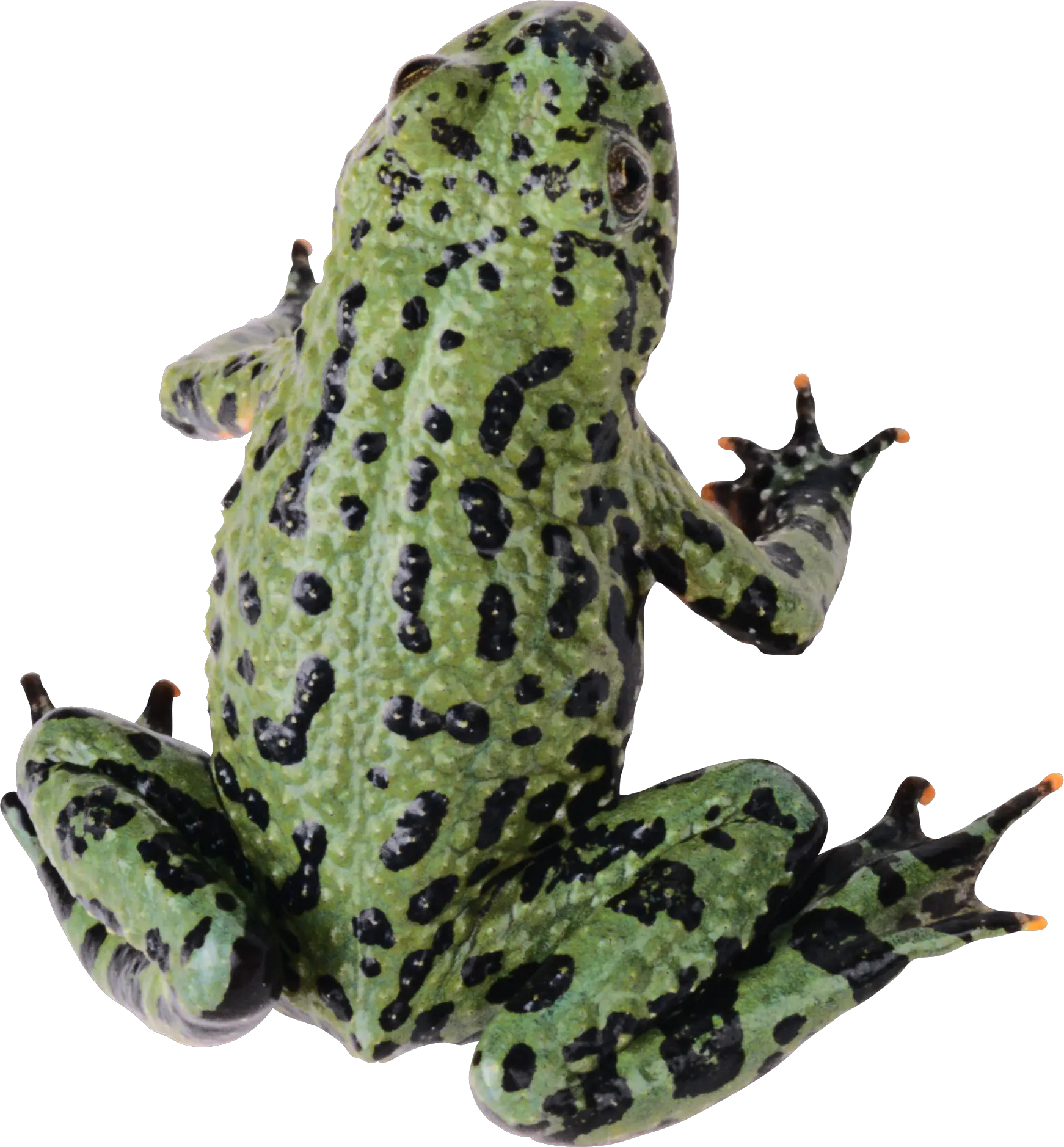 frog PNG image