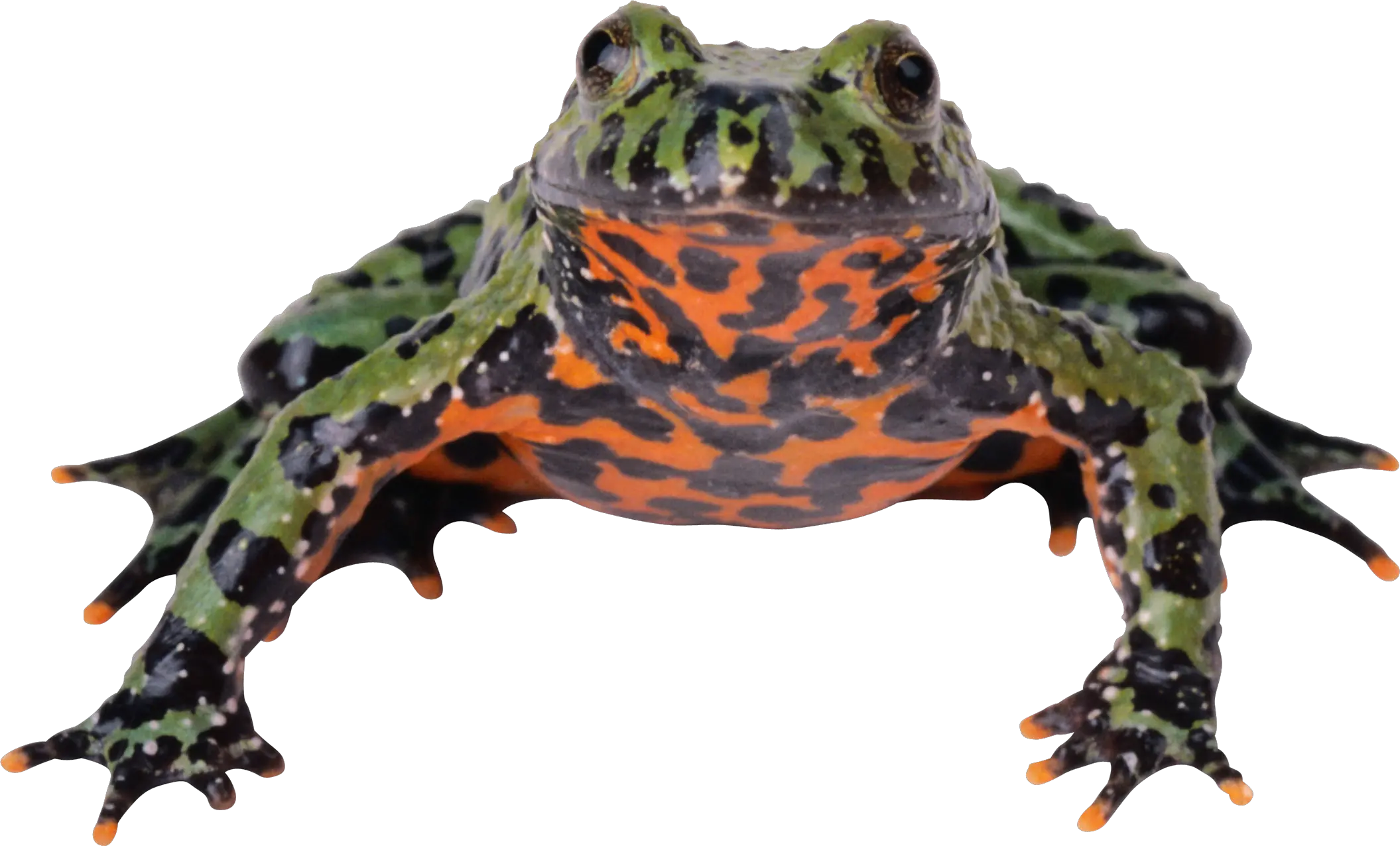 Frog PNG