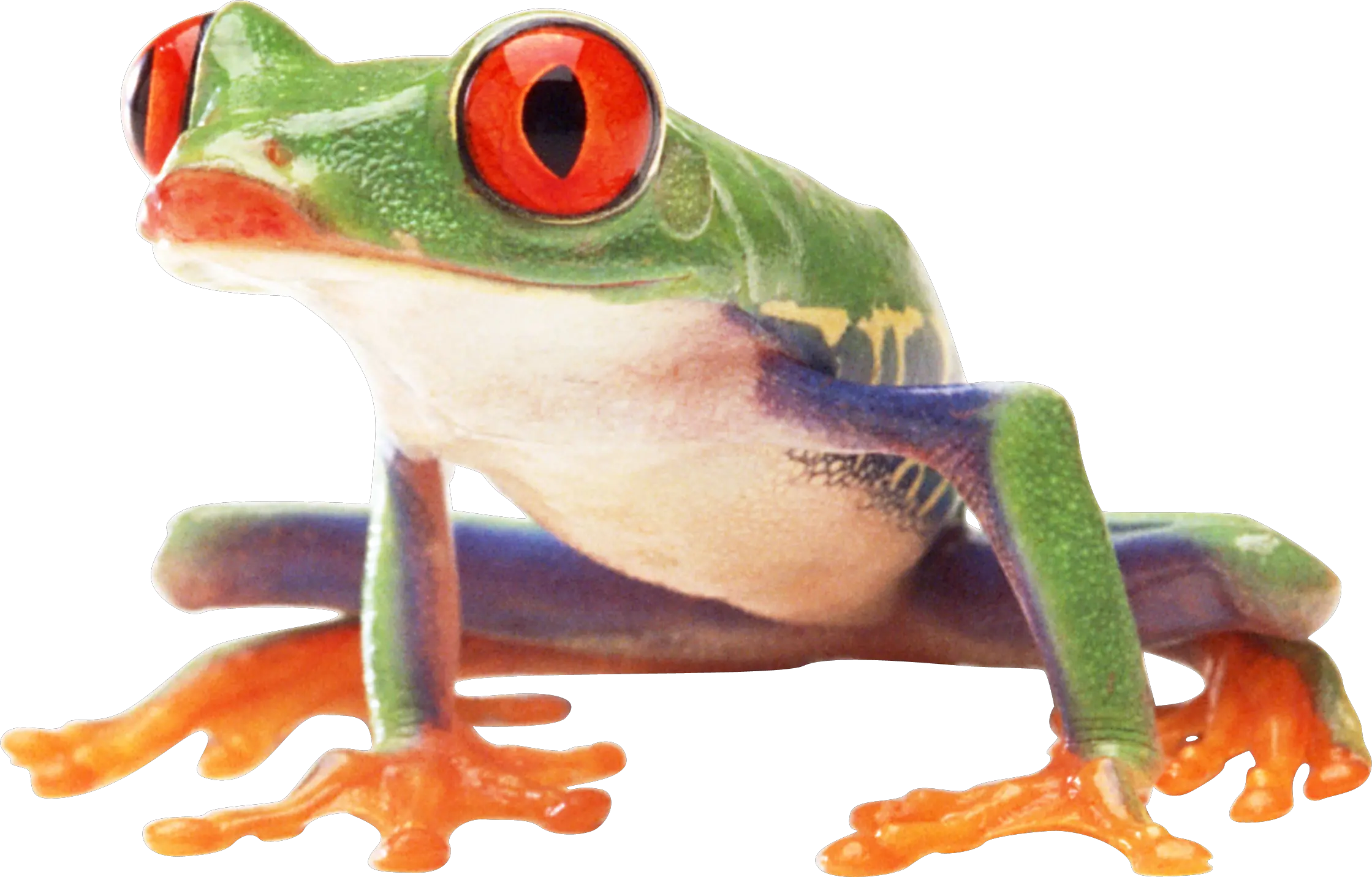 frog PNG image