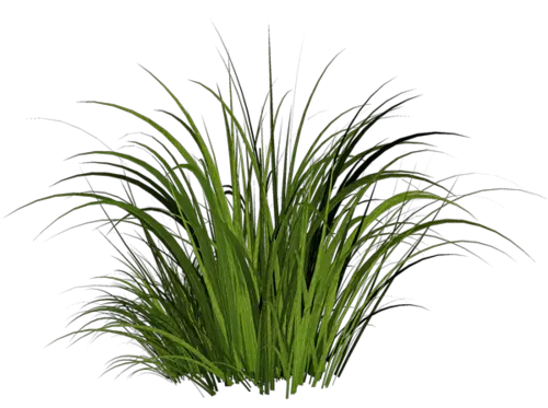 grass png image green grass PNG picture