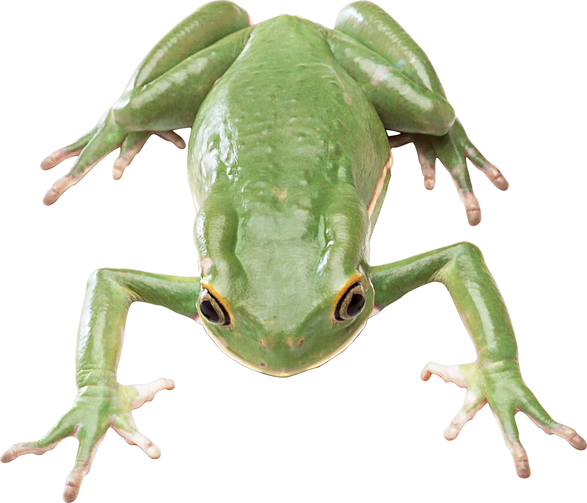 Green frog PNG