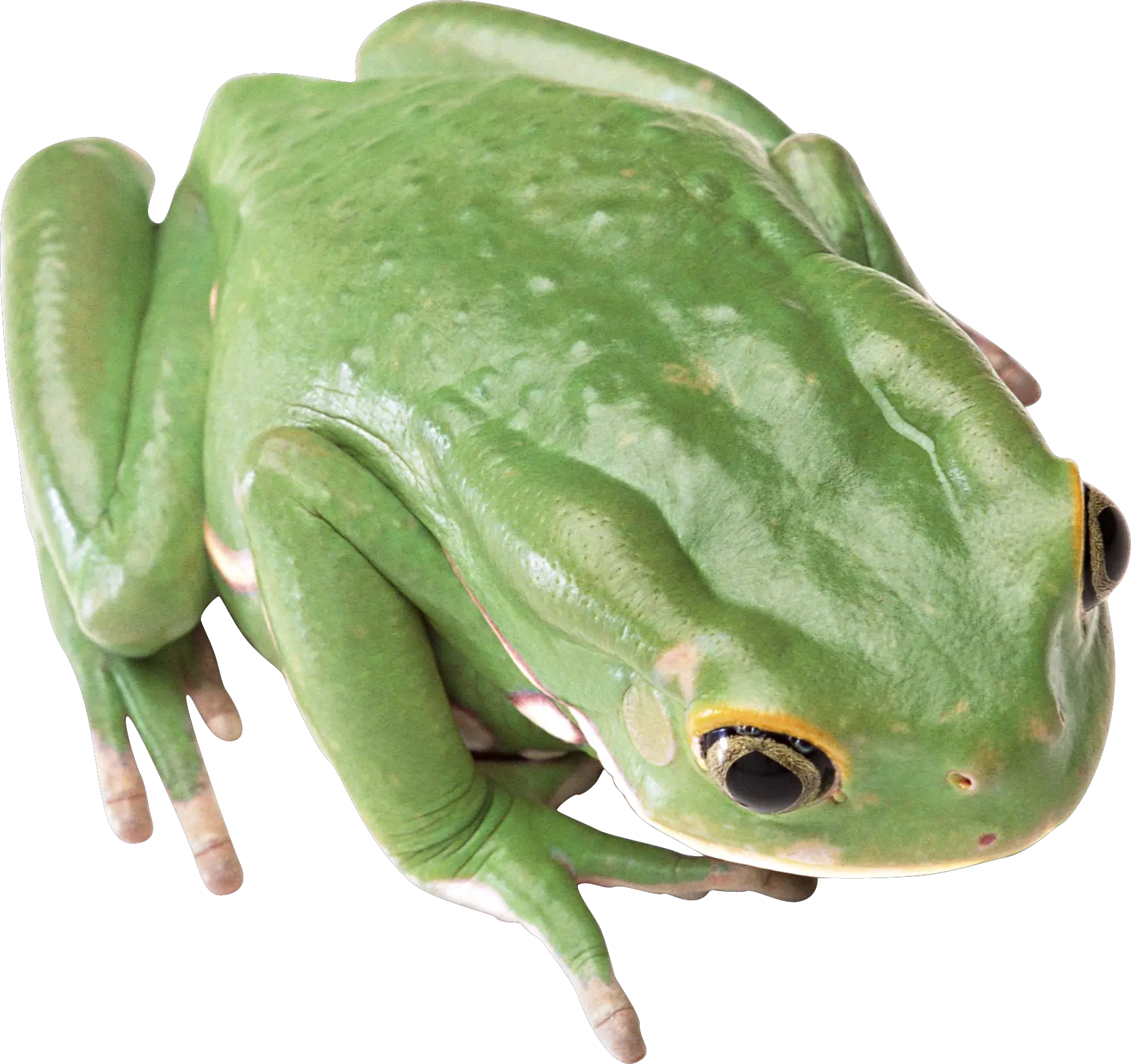 green frog PNG image