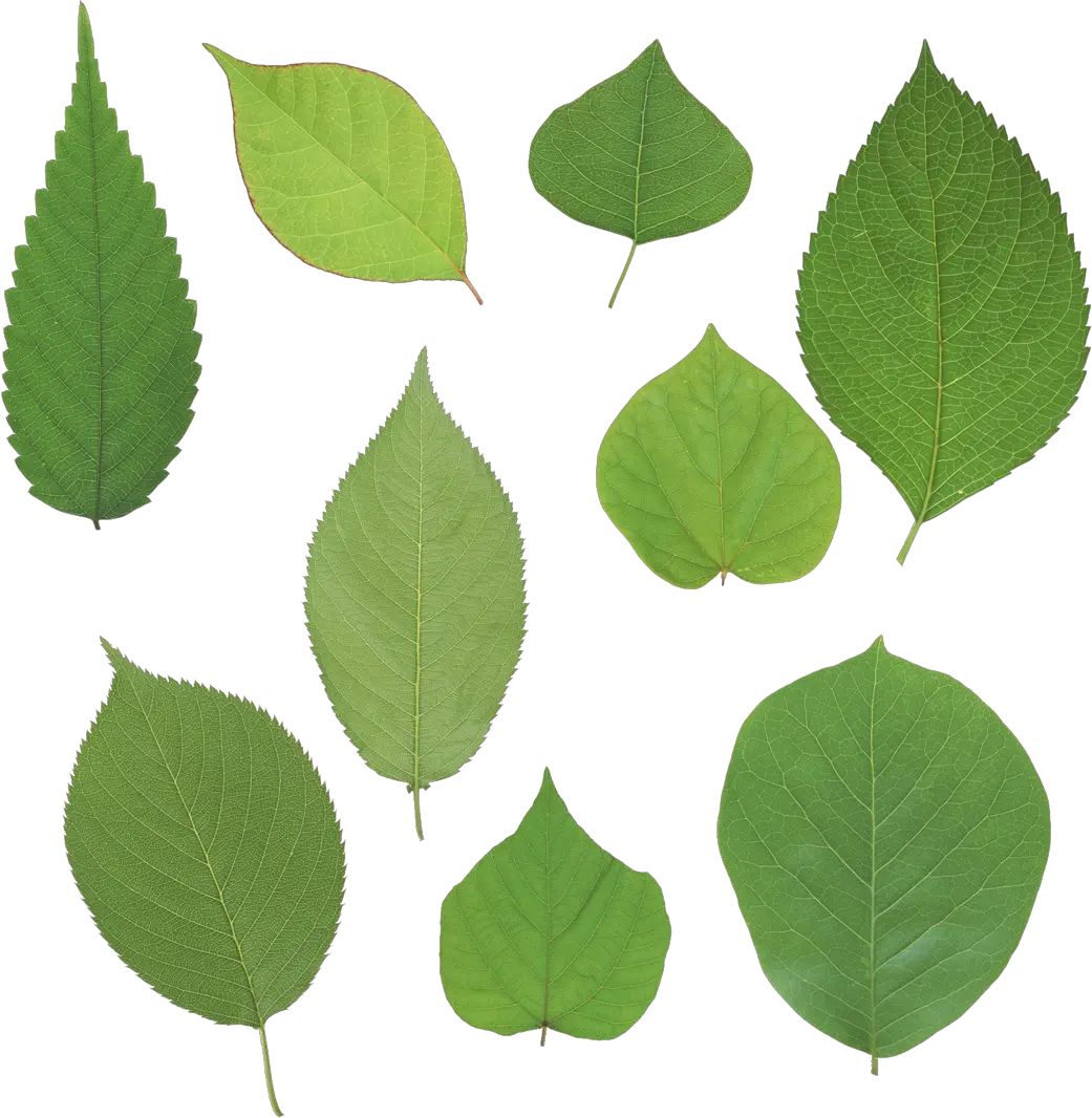 Green leaves picture PNG