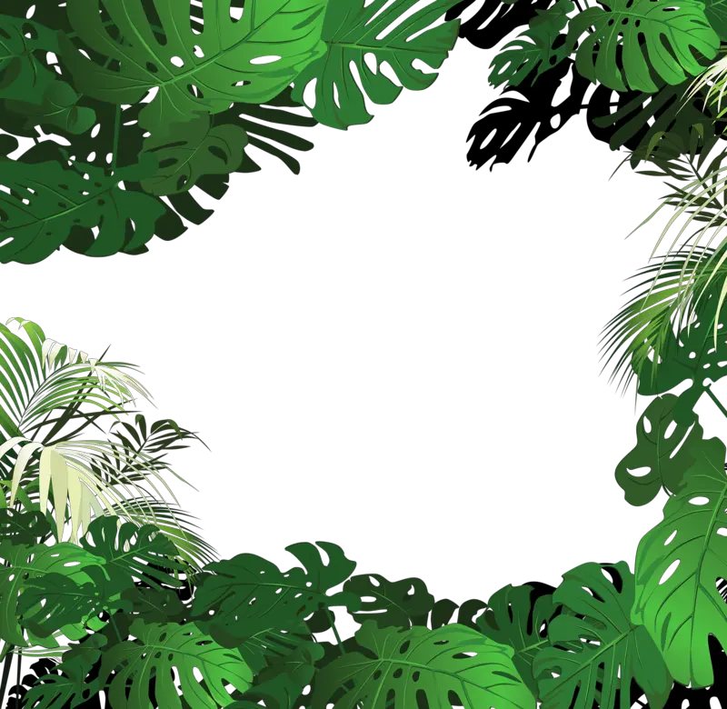 Jungle PNG