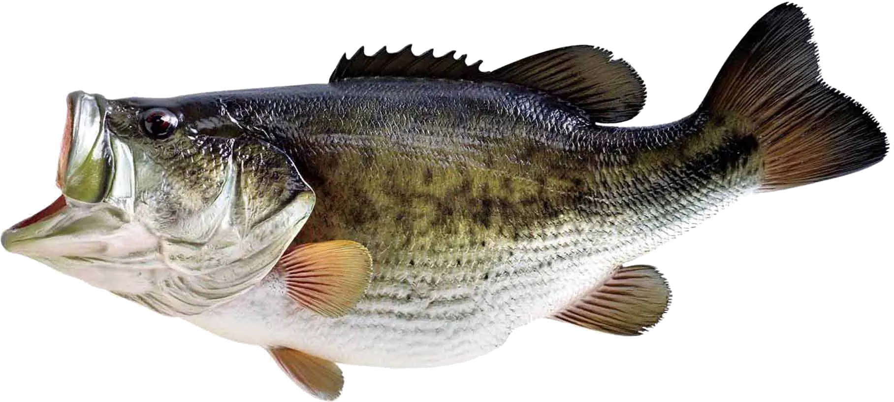 fish PNG image