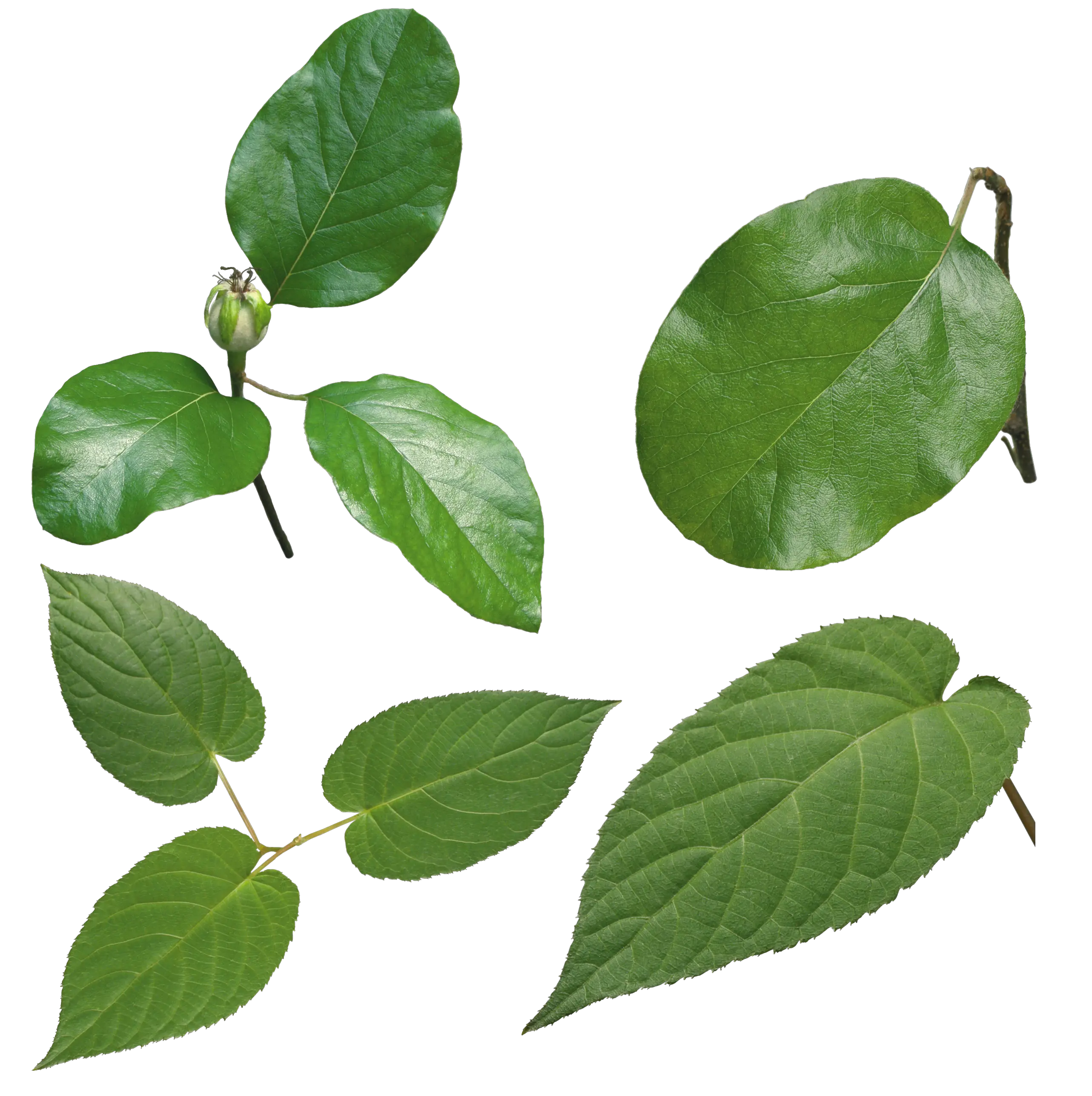 Green leaf PNG