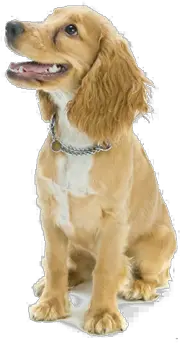 dog PNG image