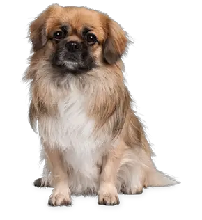 small puppy png image picture download dogs