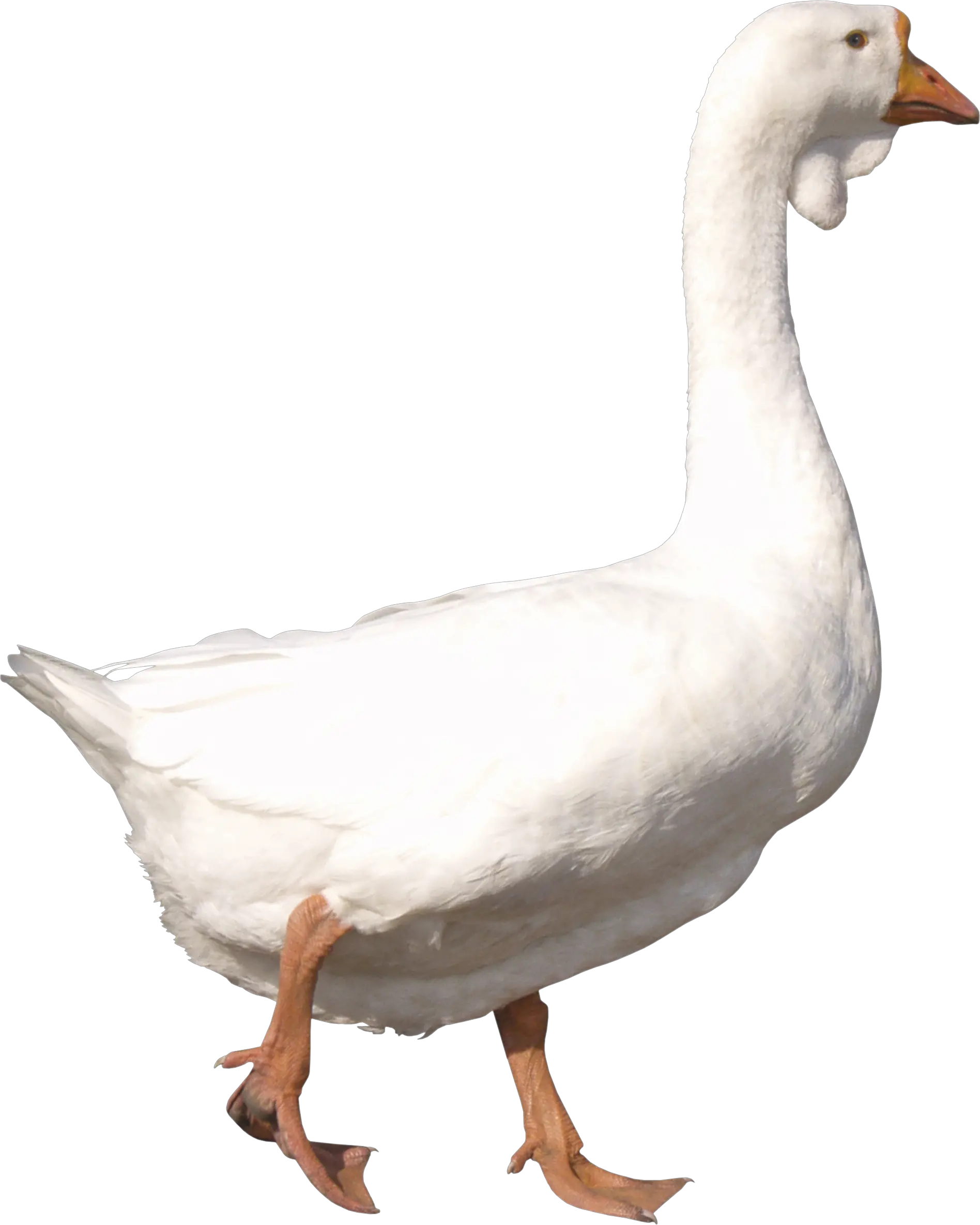 White goose PNG