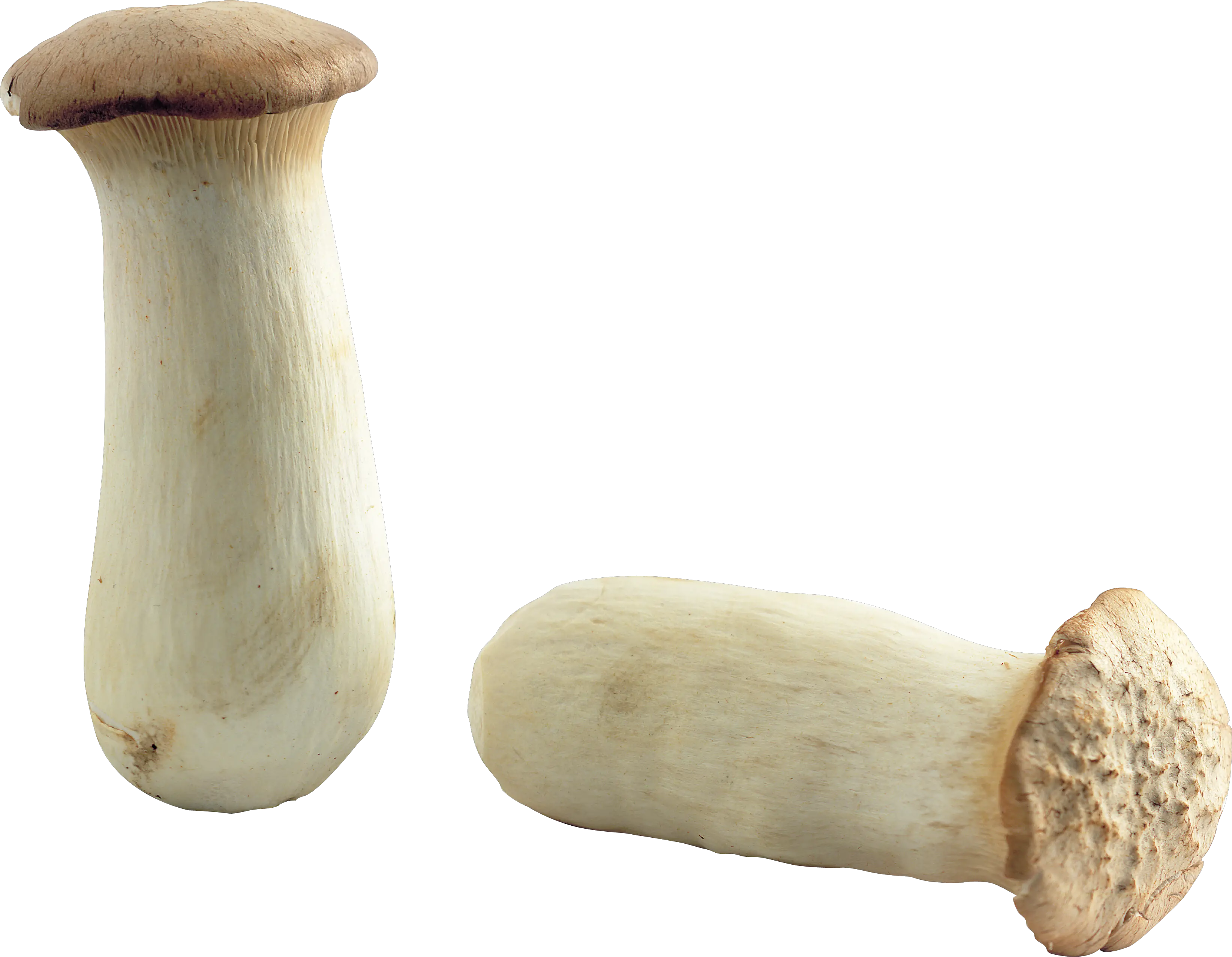 Mushroom PNG image