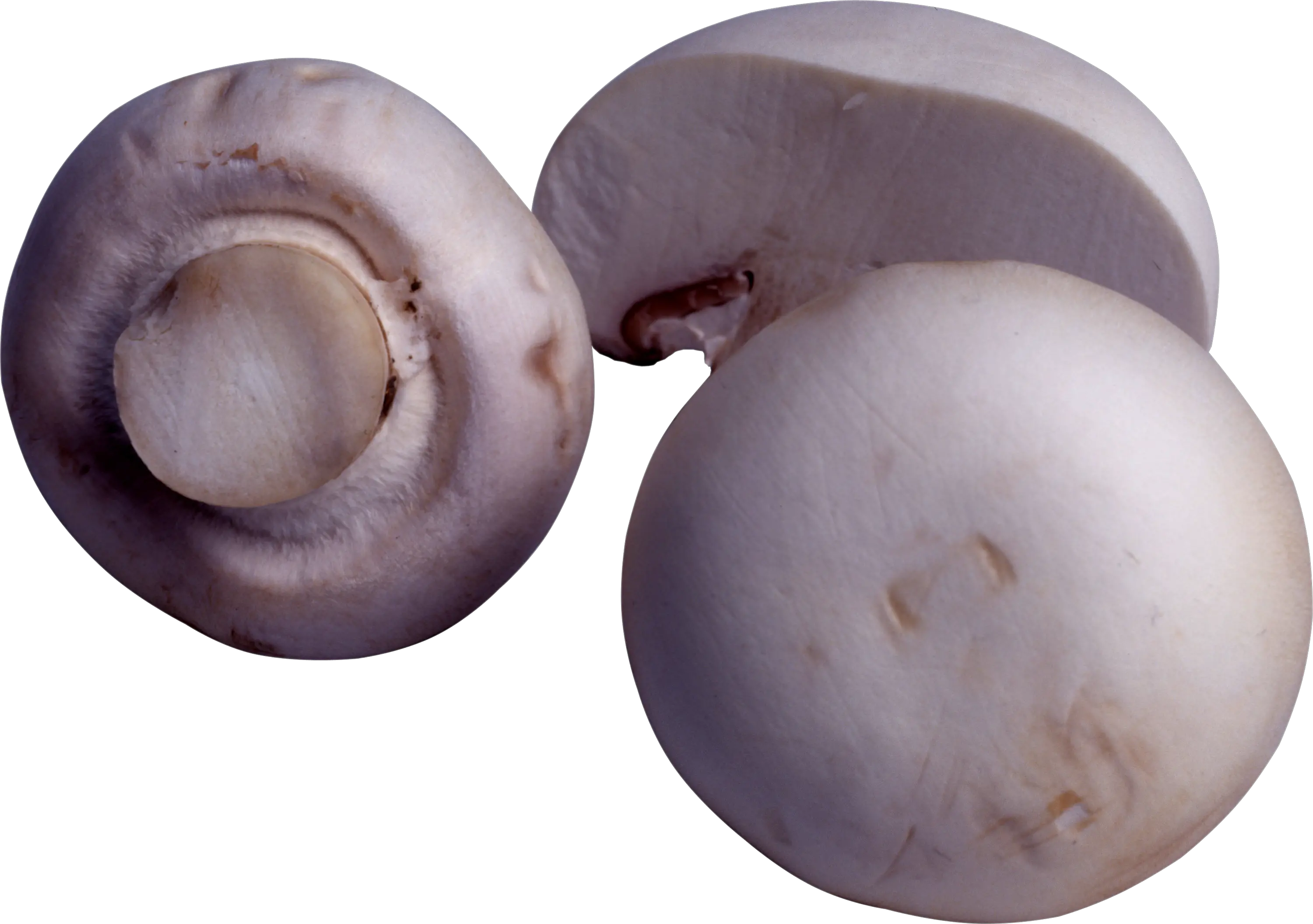 Mushroom PNG image