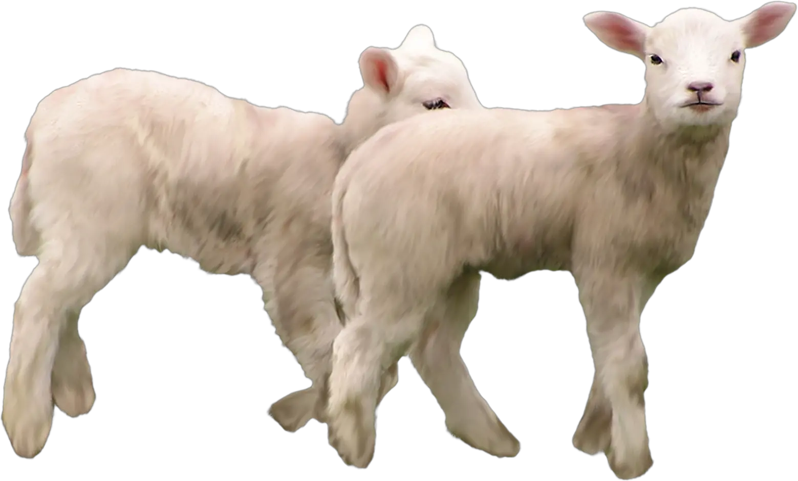 Goat PNG