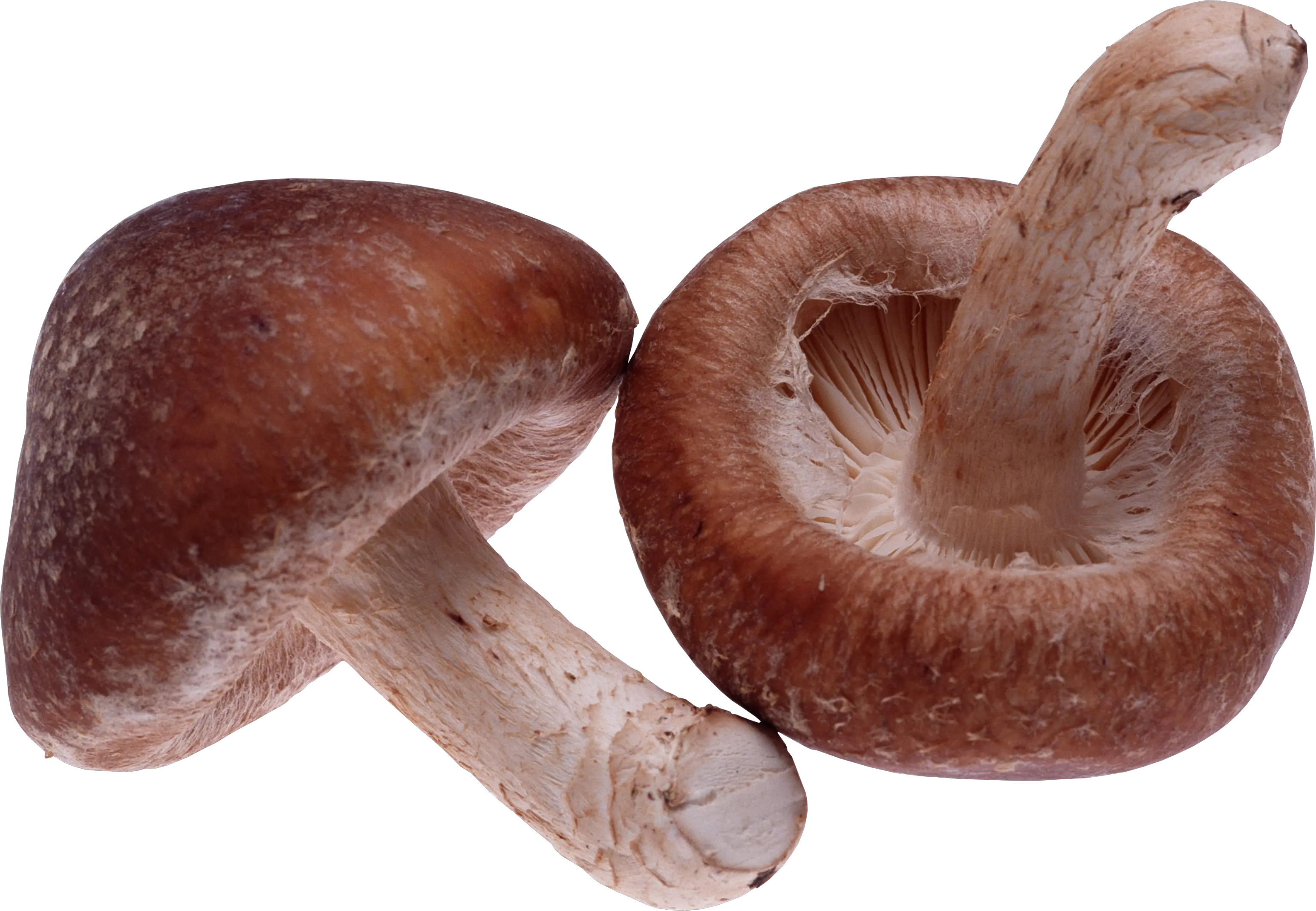 Mushroom PNG image