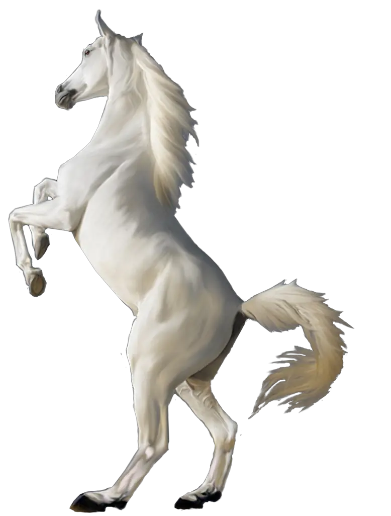 White horse png image