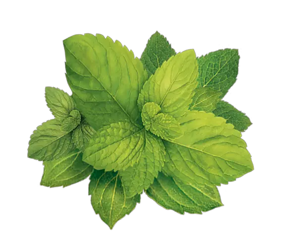Pepermint PNG