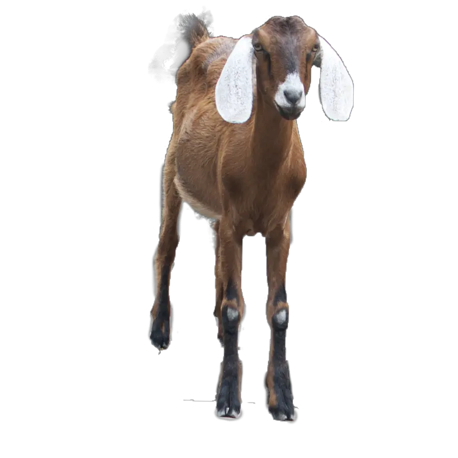 Goat PNG