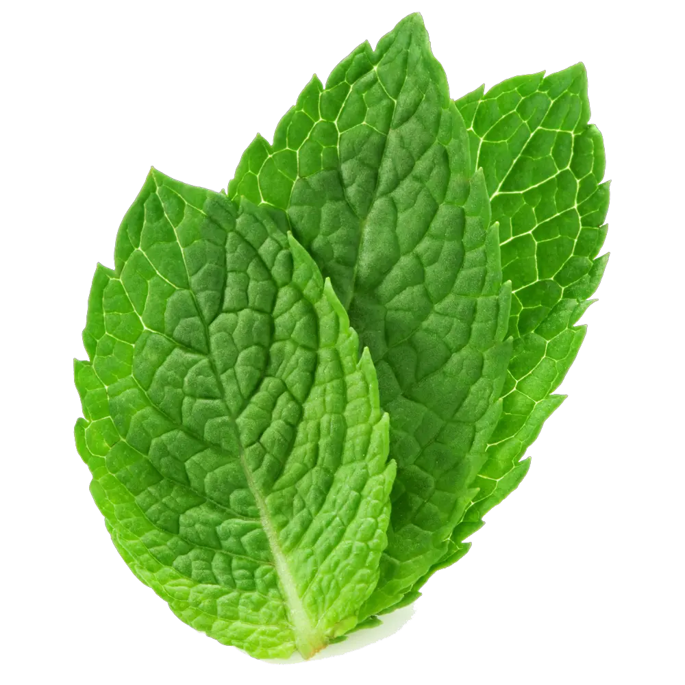 mint PNG
