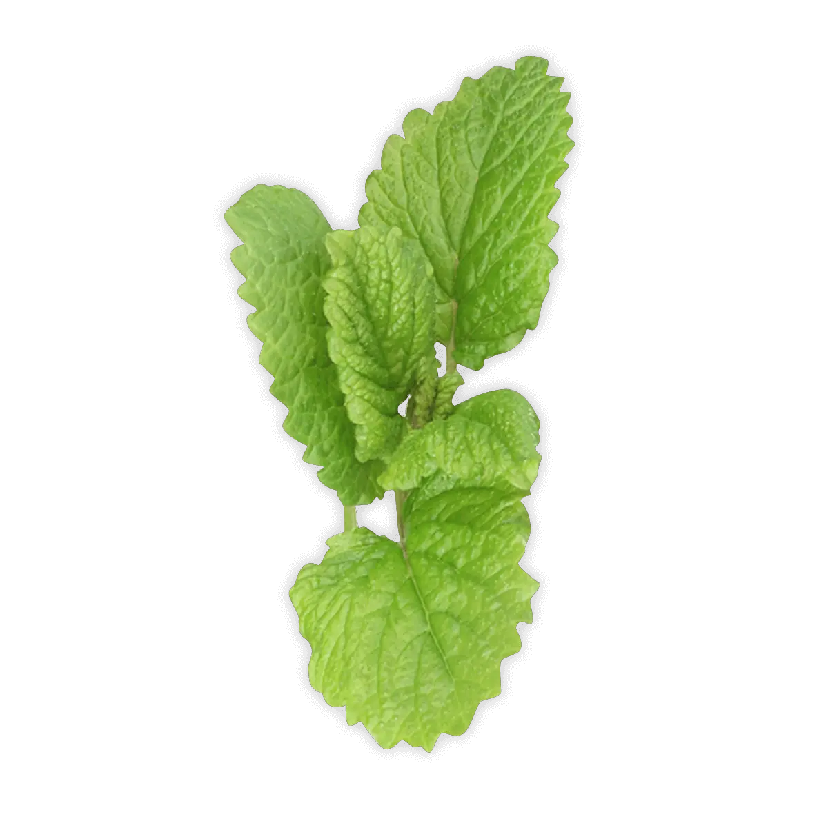Pepermint PNG