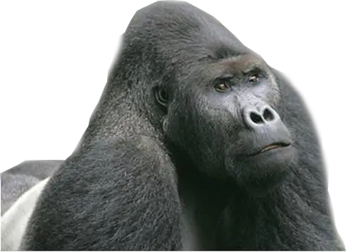 Gorilla PNG