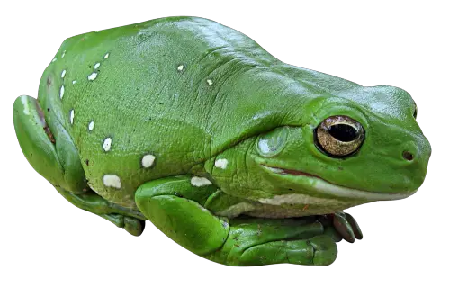 Green frog PNG