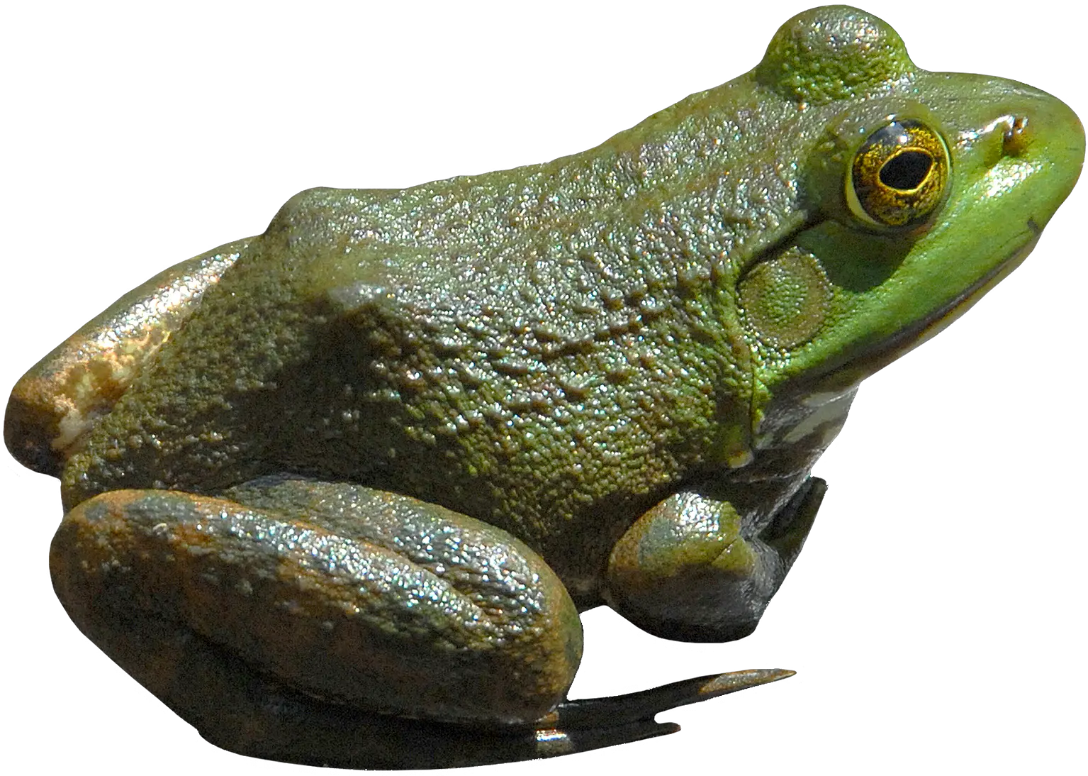 green frog PNG image