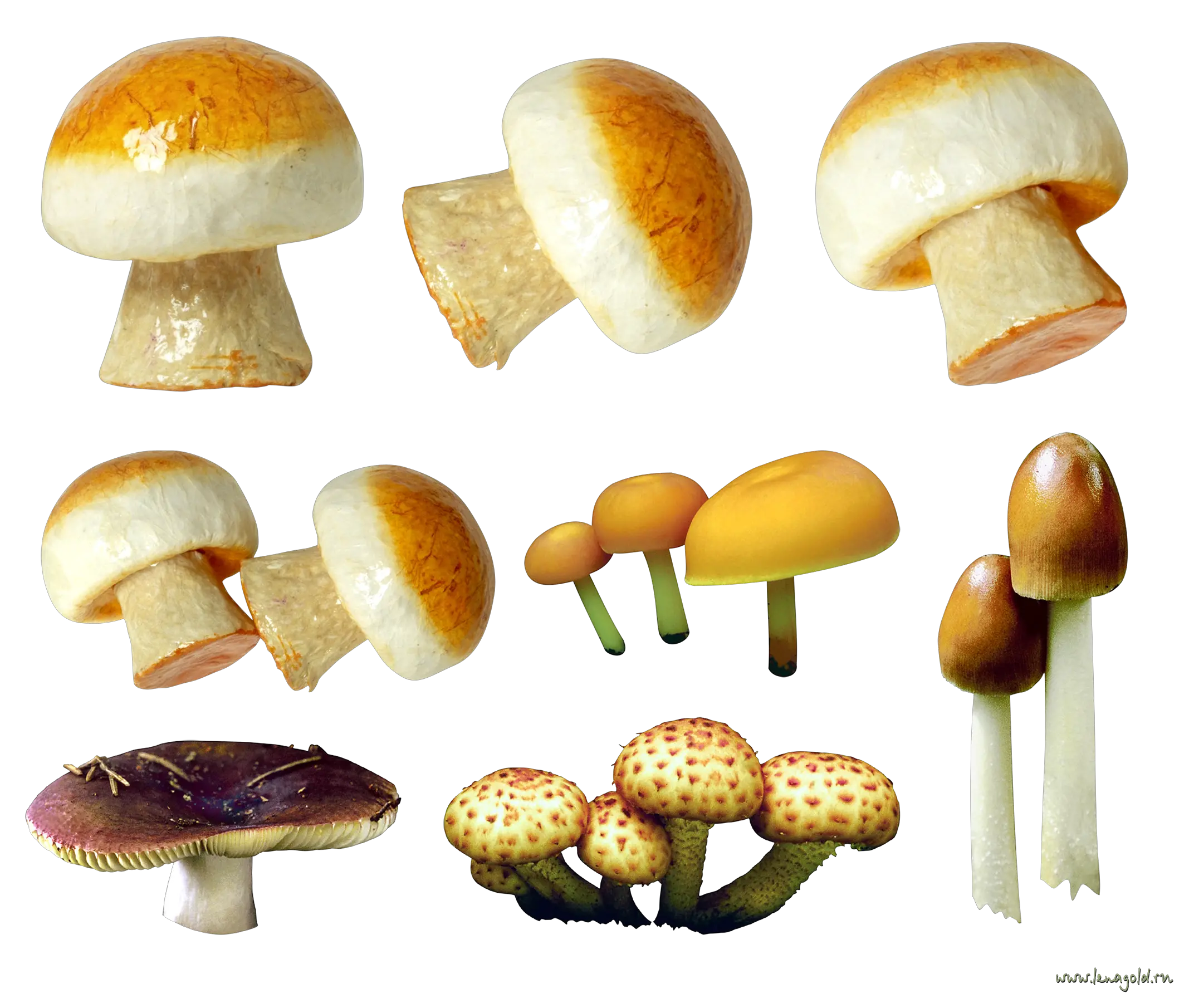 Mushroom PNG image