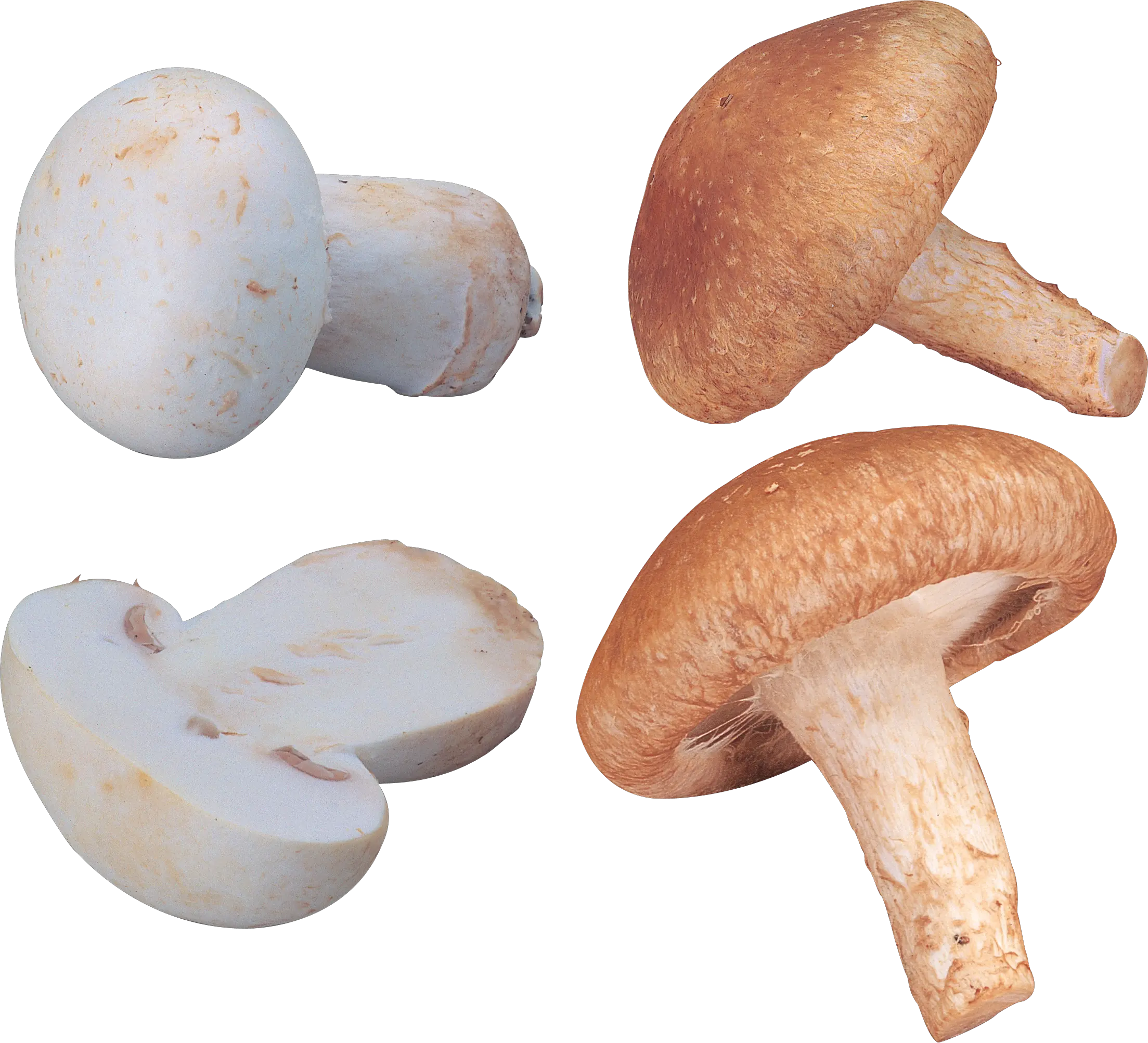 Mushroom PNG image