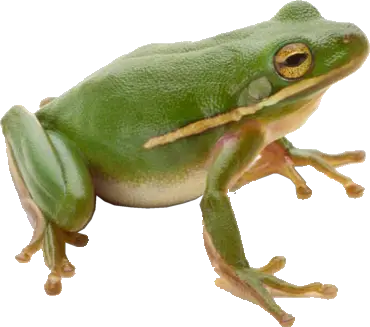 Green frog PNG