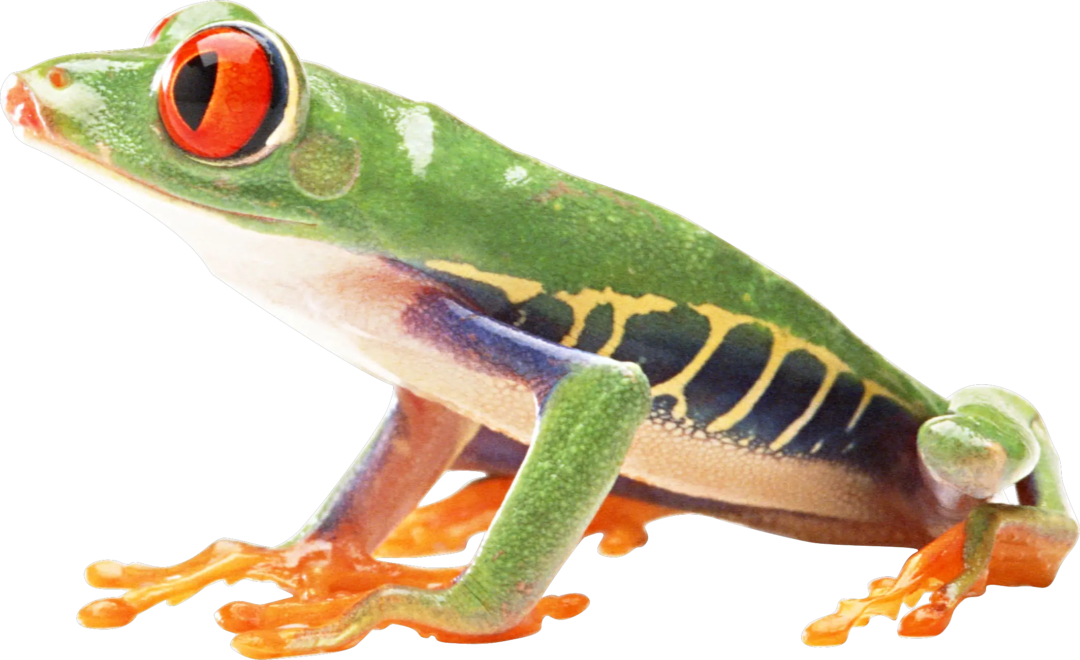 Frog PNG