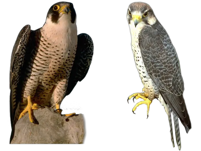 Falcon PNG