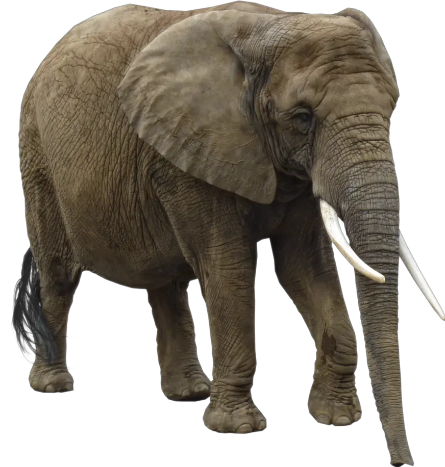Elephant PNG
