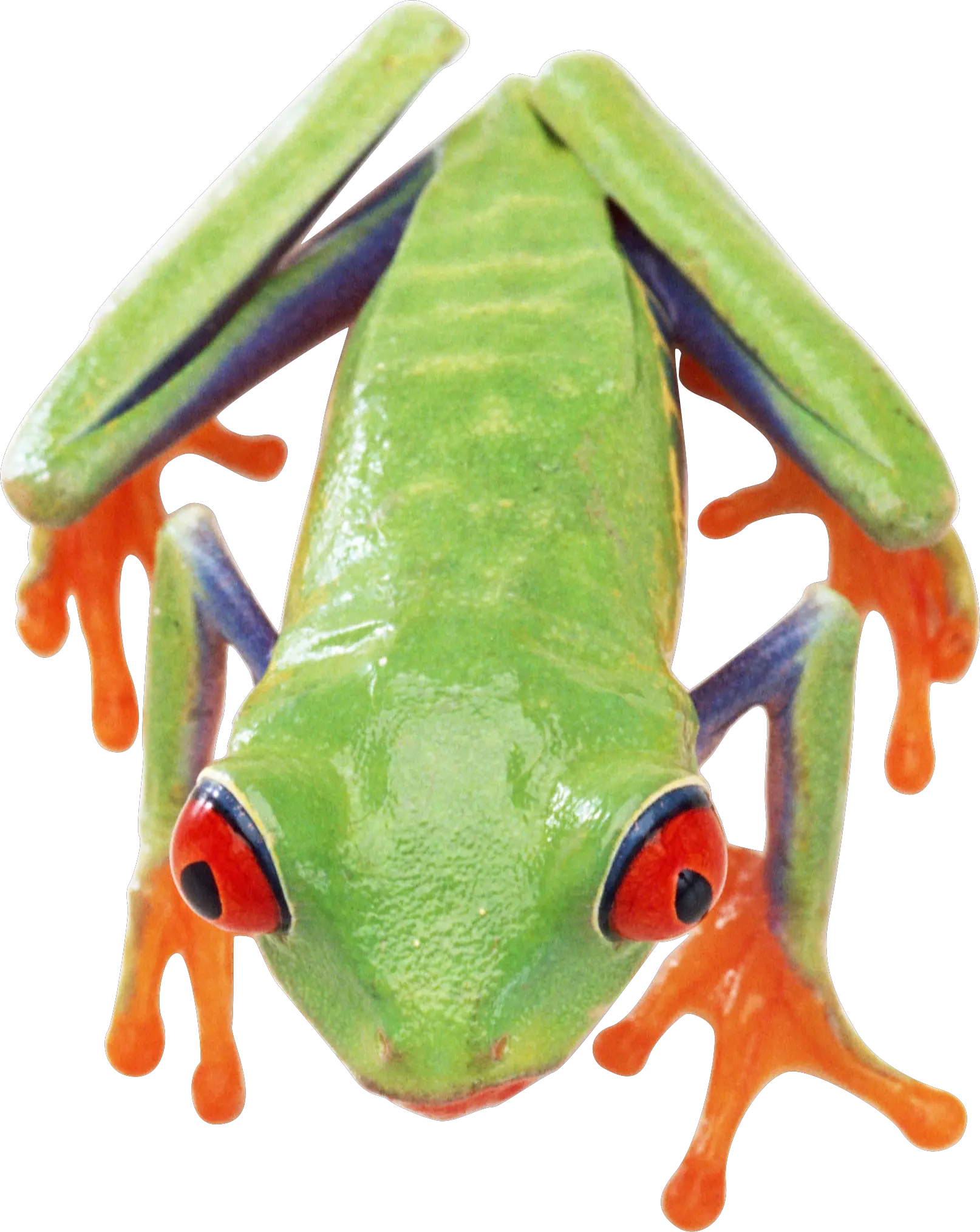 Frog PNG