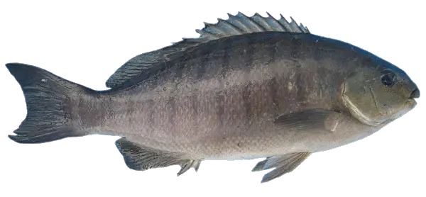 fish PNG image