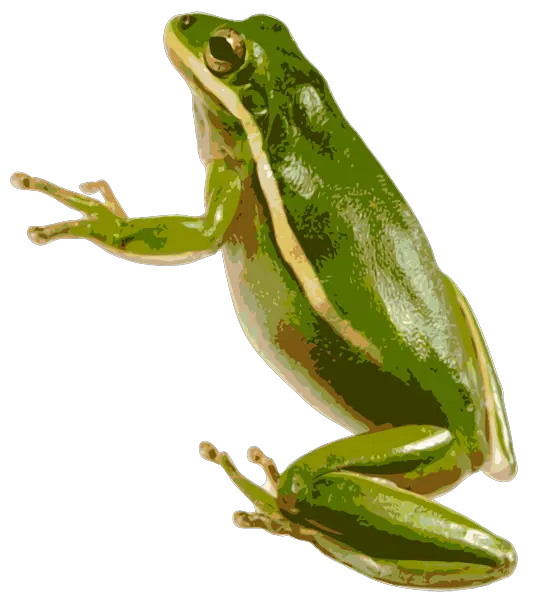 Green frog PNG