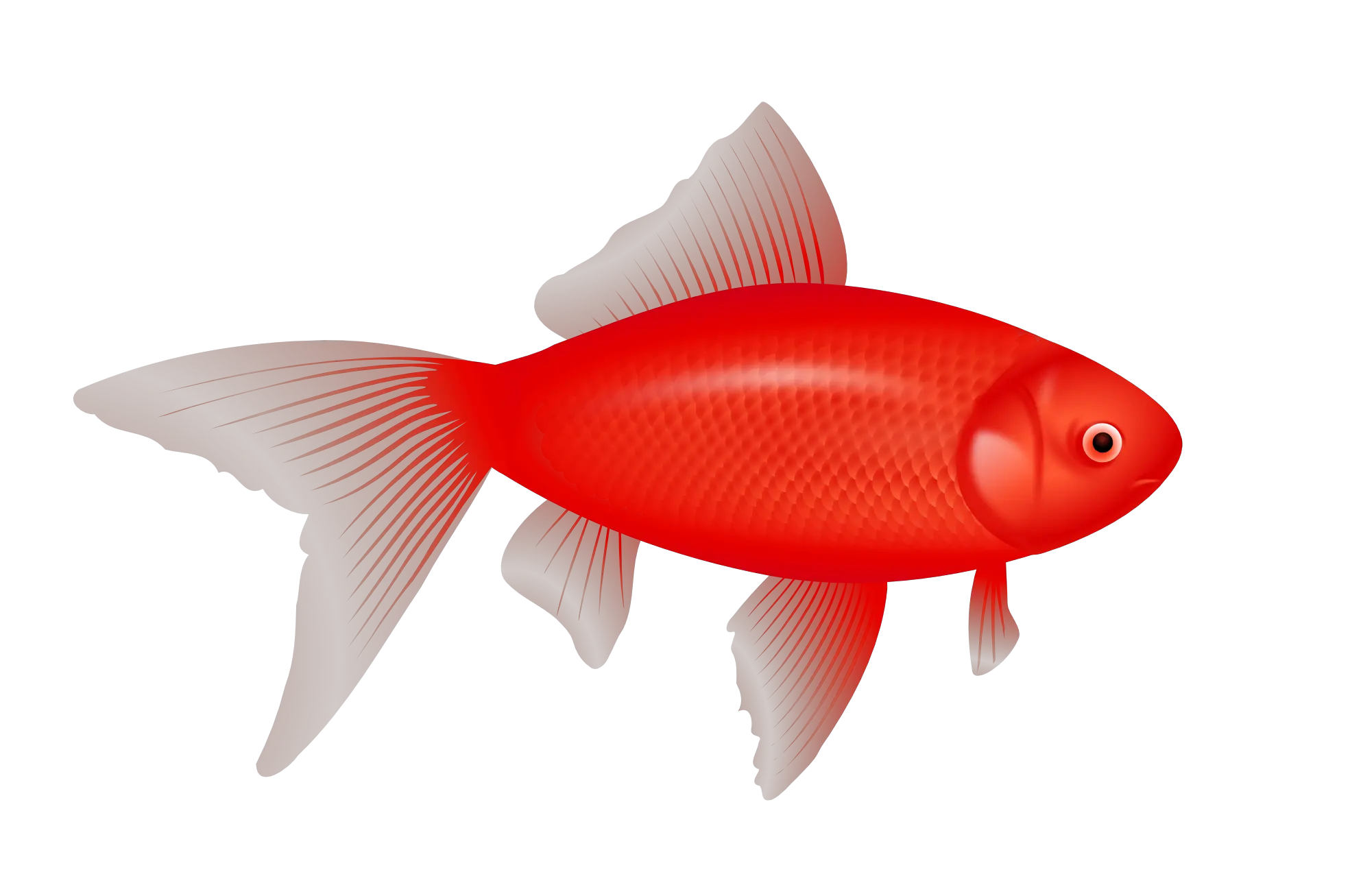 red fish PNG image