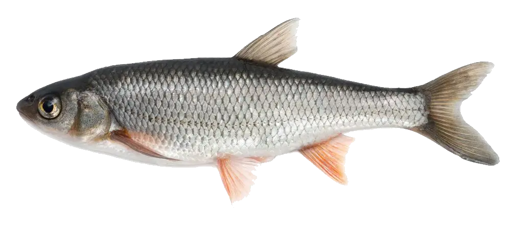 fish PNG image