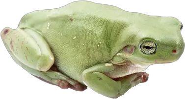 Green frog PNG